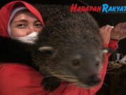 Kebun Binatang Bandung Bakal Buka Paket Unik Ngabuburit Ramadhan 2023 kebun-binatang-bandung.jpeg
