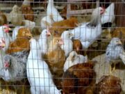 Pemkot Cimahi Lakukan Vaksinasi Flu Burung unggas.jpg
