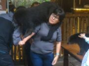 Kebun Binatang Bandung Hadirkan Fasilitas Baru Khusus Libur Lebaran Berfoto-dengan-Binturong.jpeg