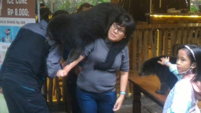 Berfoto-dengan-Binturong.jpeg