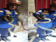 Tengah Malam, Damkar Ciamis Evakuasi Ular yang Sembunyi di Kamar Mandi Rumah Warga Damkar-Ciamis-Evakuasi-Ular.jpg