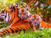Kenalan Yuk Sama Alif dan Raya, Anak Harimau Sumatera yang Lahir di Kebun Binatang Inggris Harimau-Sumatera-Lahir-di-Kebun-Binatang-Inggris.jpeg