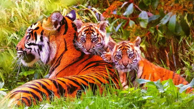 Harimau-Sumatera-Lahir-di-Kebun-Binatang-Inggris.jpeg