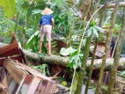 Disapu Angin Kencang, Pohon Tumbang Timpa Rumah Warga Purwadadi Ciamis IMG_20230425_195022_tnjhRkRy2N_Gm6rdsXs4n.jpeg
