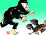 Ternak Ayam Tintin di Pamarican Ciamis Raib Digondol Maling Saat Pemiliknya Tarawih Pencuri-Ayam.jpg
