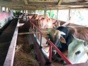 Jelang Idulfitri, Peternak Sapi di Panawangan Ciamis Sumringah Peternak-Sapi.jpg