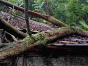 Satu Rumah Warga Rusak Tertimpa Pohon Tumbang di Pamarican Ciamis Pohon-Tumbang-1.jpg