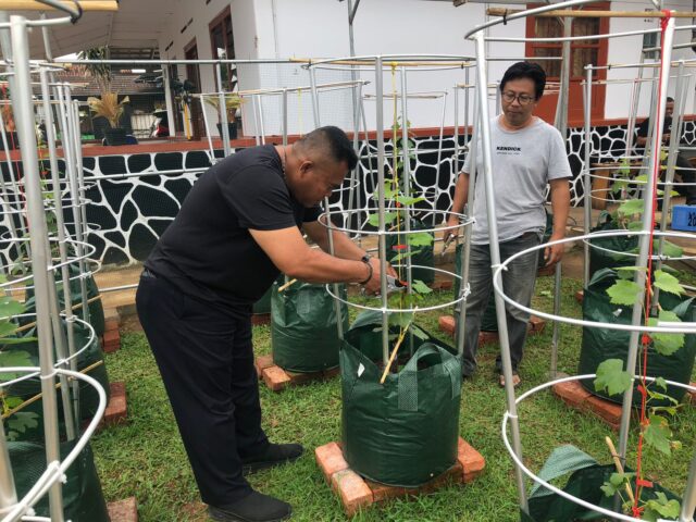 Budidaya Anggur Di Lapas Kuningan