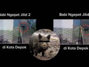 Viral! Penampakan Babi Ngepet Kembali Bikin Geger Warga Depok, Polisi Turun Tangan BABI-NGEPET.jpeg