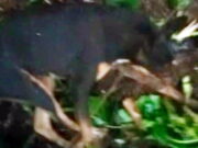 Berhasil Dilumpuhkan, Ternyata Ini Hewan Pemangsa Belasan Kambing di Kawunglarang Ciamis Berhasil-Dilumpuhkan-Ternyata-Ini-Hewan-Pemangsa-Belasan-Kambing-di-Kawunglarang-Ciamis.jpg