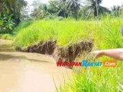 Debit Air Sungai Citanduy Meningkat, Tanggul Abrasi Bikin Warga Pangandaran Cemas Debit-Air-Sungai-Citanduy.jpg