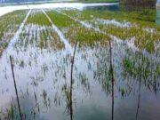Sawah Terendam Banjir Luapan Sungai Citanduy, Petani Pangandaran Panen Lebih Awal IMG_20230507_185553_ycDdzAs96b_QpuqgkPv4Q.jpeg