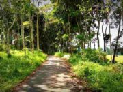 Cerita Mistis di Kebun Anjung Ciamis, Siluman Ular Buntung dan Nyi Putri Anjung IMG_20230513_080640_a58C4UnI2D_gvUIq7qT4L.jpeg