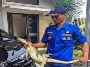 Petugas Damkar Kota Banjar Evakuasi Biawak Masuk ke Dalam Atap Rumah Petugas-Damkar-Kota-Banjar-Evakuasi-Biawak-Masuk-ke-Dalam-Atap-Rumah.jpg