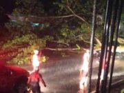 Tertimpa Pohon Tumbang, Seorang Pengendara Motor di Ciamis Alami Patah Tulang Kaki Pohon-Tumbang.jpg