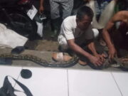 Saat Mengungsi, Warga Desa Sidarahayu Ciamis Tangkap Ular Piton Saat-Mengungsi-Warga-Desa-Sidarahayu-Ciamis-Tangkap-Ular-Piton.jpg