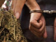 Simpan Ganja di Kosan, Mahasiswa di Tasikmalaya Diamankan Petugas Simpan-Ganja-di-Kosan-Mahasiswa-di-Tasikmalaya-Diamankan-Petugas.jpg