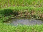 Cerita Situs Banyu Mudal Kota Banjar hingga Mitos Keramat Buta Ijo Situs-Banyu-Mudal.jpg