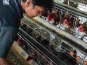 Harga Telur Ayam di Tasikmalaya Merangkak Naik, Ternyata Ini Penyebabnya Telur-Ayam.jpg