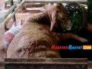 245 Ekor Sapi di Pangandaran Terjangkit Penyakit Cacar Terjangkit-penyakit-cacar.jpg