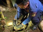 Ular Kobra Masuk Dapur Rumah, Warga Kertahayu Ini Panggil Damkar Banjarsari Ular-Kobra.jpg