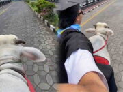 Momen Unik Wisudawan Naik Sapi, Netizen Malah Teringat Raju Wisudawan-Naik-Sapi.jpg