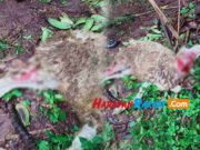 Diduga Ulah Anjing Hutan, Belasan Ekor Kambing di Ciamis Mati anjing-hutan-.jpg