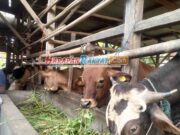 DKP3 Kota Banjar Klaim Sapi Lokal Bebas PMK DKP3-Kota-Banjar-Sebut-Sapi-Lokal-Bebas-PMK.jpg