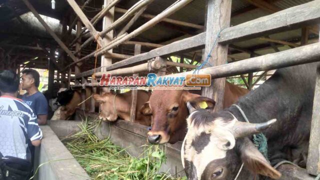 DKP3-Kota-Banjar-Sebut-Sapi-Lokal-Bebas-PMK.jpg