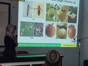 Dinas Pertanian Ciamis Gelar Bimtek Budidaya Manggis Dinas-Pertanian-Ciamis-Gelar-Bimtek-di-Budidaya-Manggis.jpeg