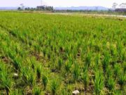 Puluhan Hektar Sawah Kekeringan, Petani di Pamarican Ciamis Terancam Gagal Panen IMG20230621101956.jpg