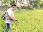 Curhat Petani Banjar, Sawah Kekeringan Terancam Gagal Panen IMG_20230608_233048_7f5HRRdv43_Oyuj12f91z.jpeg
