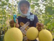 Galbarman Farm Banjar Sukses Budidaya Melon Inthanon, Sekali Panen Sampai 1 Ton IMG_20230624_214029_Zt6vtOVx9y_v8S2MHQT1H.jpeg