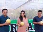 Artis Olivia Zalianty Kepincut Berburu Buah Melon di Galbarman Farm Banjar IMG_20230625_070906_ydQI5TjR58_QzEp42jX0c.jpeg