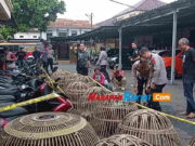 Polres Ciamis Gerebek Lokasi Judi Sabung Ayam, Puluhan Orang Diamankan Judi-Sabung-Ayam.jpg