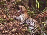 Lagi-lagi, Macan Tutul dari Gunung Sawal Ciamis Masuk ke Perkampungan Penduduk Macan-Tutul-1.jpg