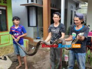 Kerap Memangsa Ternak Warga, Ular Sanca Kembang di Tasikmalaya Berhasil Ditangkap Memangsa-Ternak-Warga.jpg