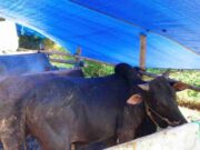 Pedagang Sapi di Ciamis Sebut Penjualan Lesu Jelang Idul Adha Pedagang-Sapi-Kurban.jpg
