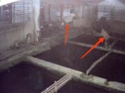 Aksi Pencurian Ikan di Tasikmalaya Terekam CCTV, Pelakunya 4 Orang Pemuda Pencurian-Ikan.jpg