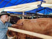 Cerita Sapi Menangis Saat akan Dijual oleh Pemiliknya di Tasikmalaya Penjual-Sapi-di-Tasik.jpg
