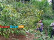 Rahasia Petani Langkaplancar Pangandaran Bikin Durian Cepat Berbuah Petani-Durian-Langkaplancar-Pangandaran.jpg