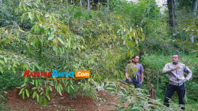 Petani-Durian-Langkaplancar-Pangandaran.jpg