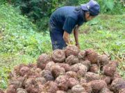 Harga Jual Porang Anjlok, Petani di Cipaku Ciamis Merugi Petani-Porang.jpg