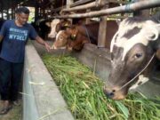 Jelang Idul Adha Peternak Sapi di Kota Banjar Was-was Penyakit PMK Peternak-Sapi.jpg