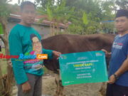 Caleg DPR RI Rina Saadah Sumbang Sapi Kurban Setengah Ton di Kota Banjar Sapi-Kurban-Caleg-DPR-RI-Rina-Saadah.jpeg