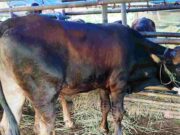 Sapi Lokal Terbaik Mulai Dijajakan di Kota Tasikmalaya, Segini Harganya Sapi-Lokal.jpg