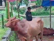 Heboh di Tasikmalaya, Sapi Sudah Disembelih Masih Bisa Berdiri Sapi-sudah-disembelih-masih-bisa-berdiri-di-Tasikmalaya.jpg