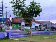 Pohon Samida di Taman Surawisesa Kawali Ciamis, Pohon Pusaka Kerajaan Pajajaran Taman-Surawisesa-Kawali.jpg