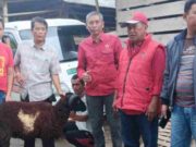 Ketua PDIP Ciamis Distribusikan Puluhan Hewan Kurban di Idul Adha 1444 Hijriah distribusi-hewan-kurban.jpeg