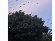 Heboh Ratusan Burung Emprit Serbu Pemukiman di Cibuntu Ciamis Burung-emprit-di-Cibuntu-Ciamis.jpg